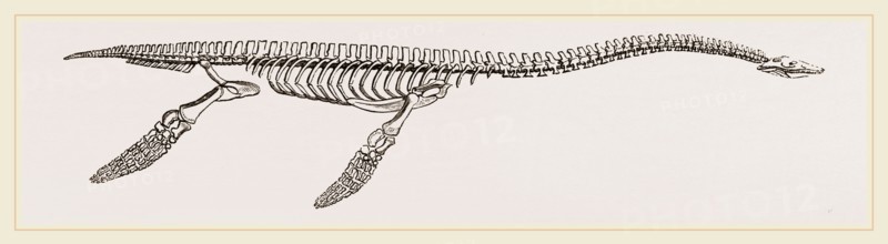 Skeleton of Plesiosaurus restored