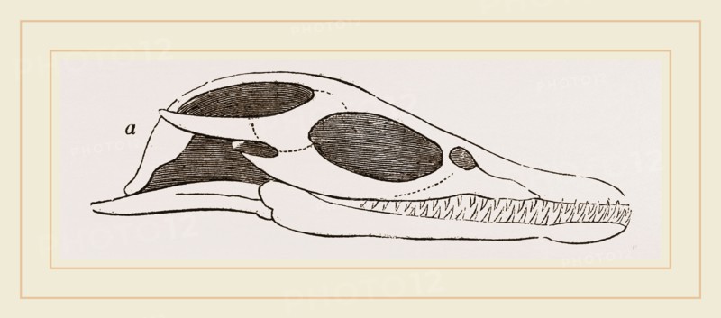 Head of Plesiosaurus