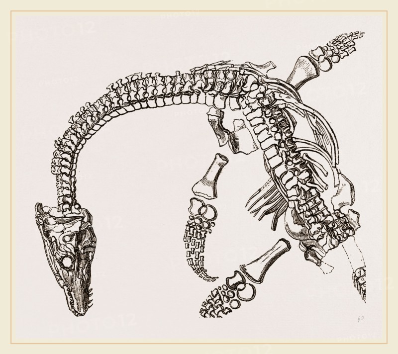 Plesiosaurus as imbedded