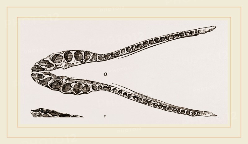 Lower Jaw of Plesiosaurus