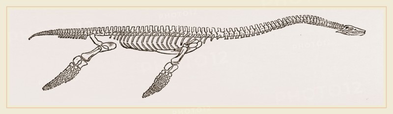 Skeleton of Plesiosaurus restored