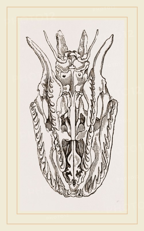 Skull of Python