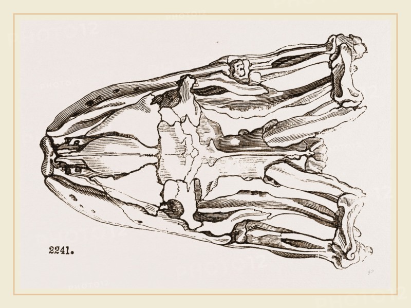 Skull of Python