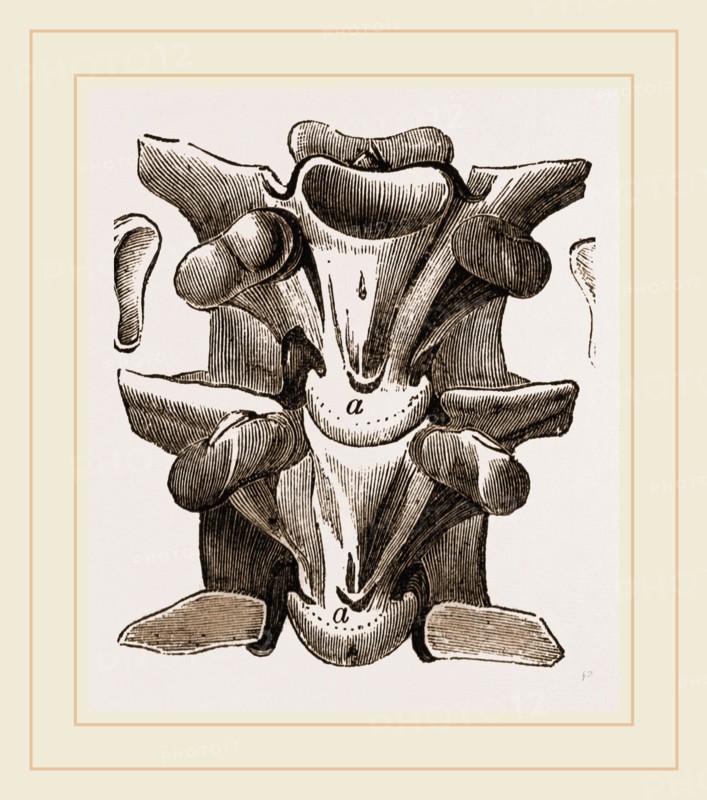 Vertebrre of Boa