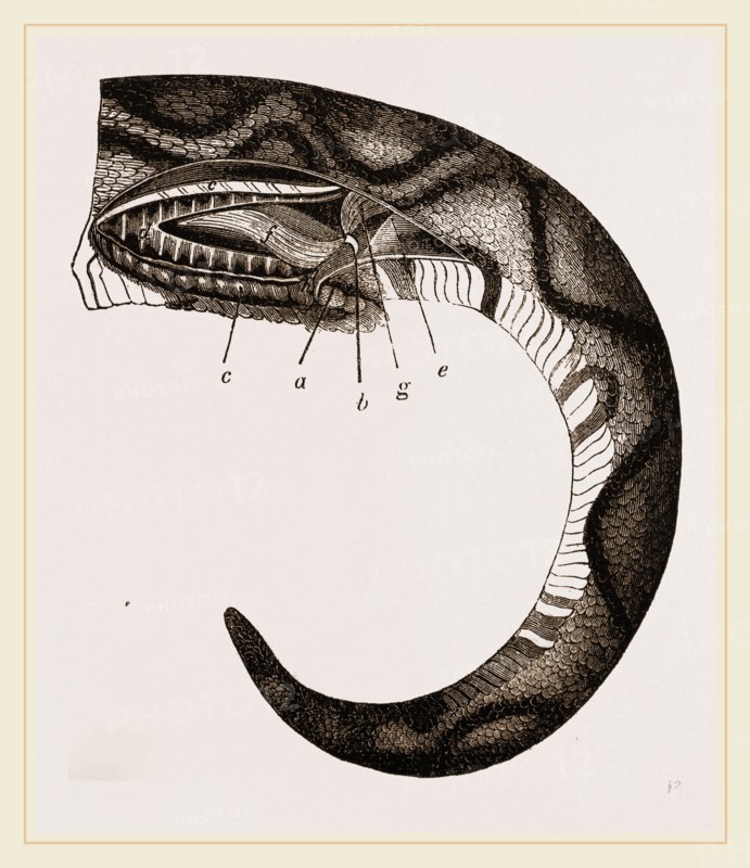 Tail of Boa