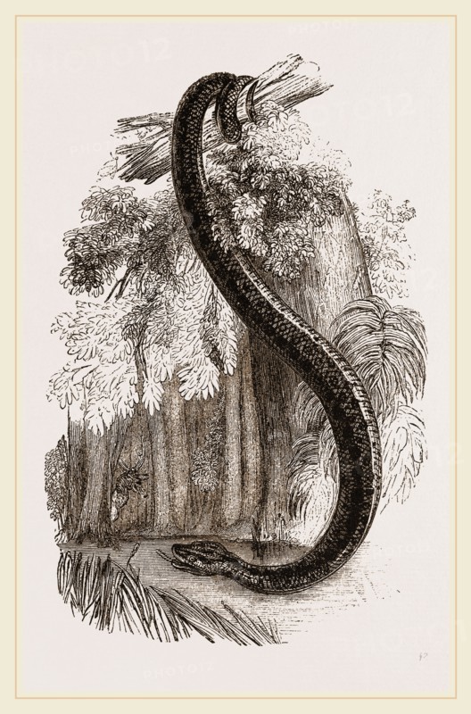 Anaconda