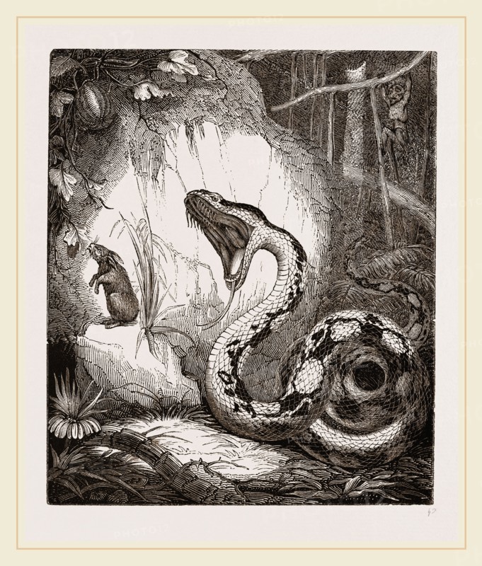 Boa Constrictor