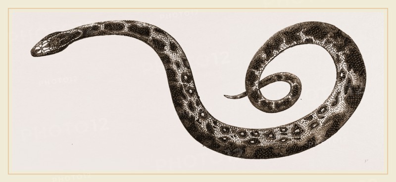 C6â€îTiger-Python
