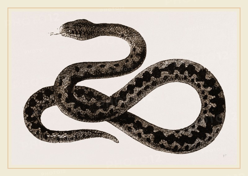 Viper