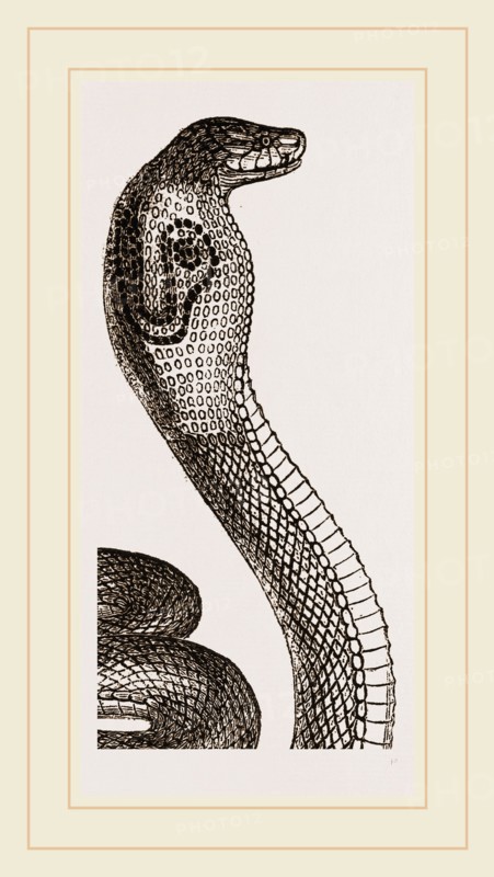 Indian Naja