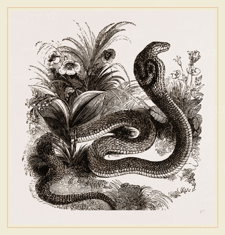 Indian Naja