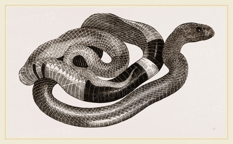 Egyptian Cobra or Asp