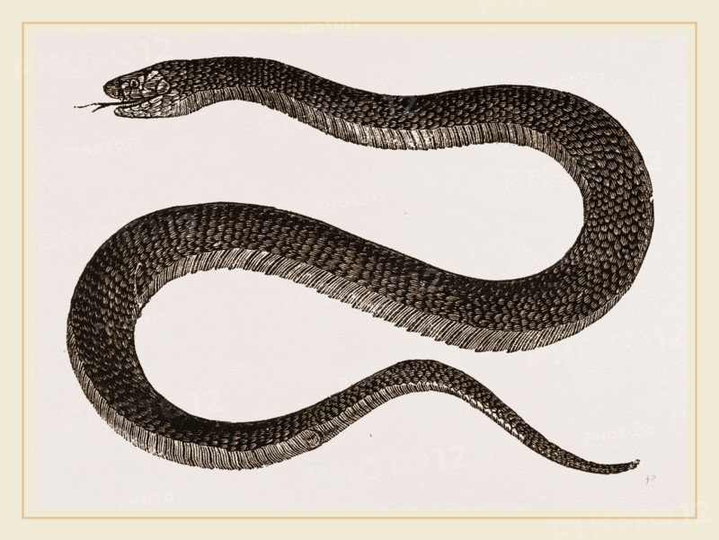 Lesson's Acanthophis