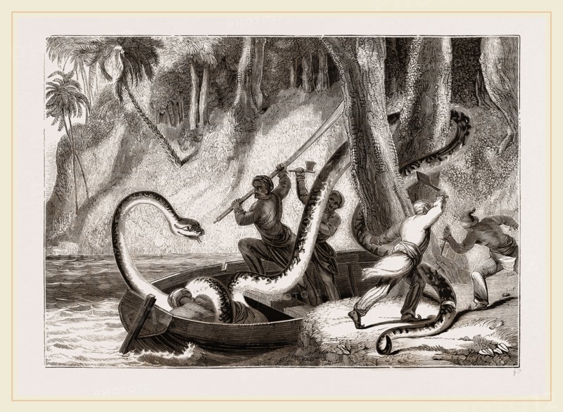 Boa attacking a sleeping lasear