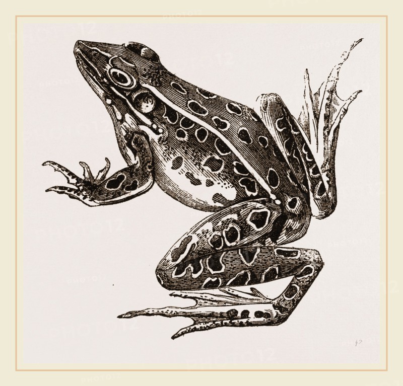 Water-Frog