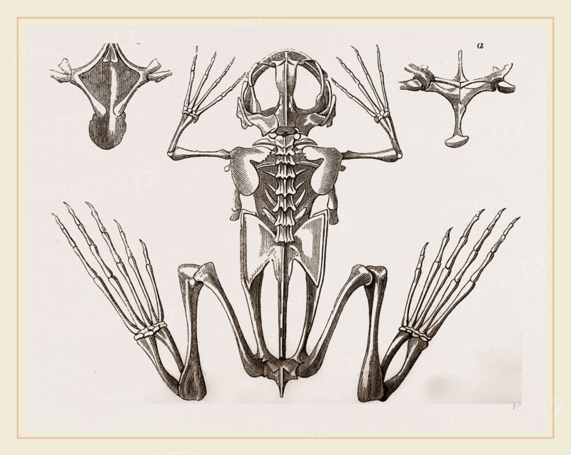 Skeleton of Cape Dactylaethra
