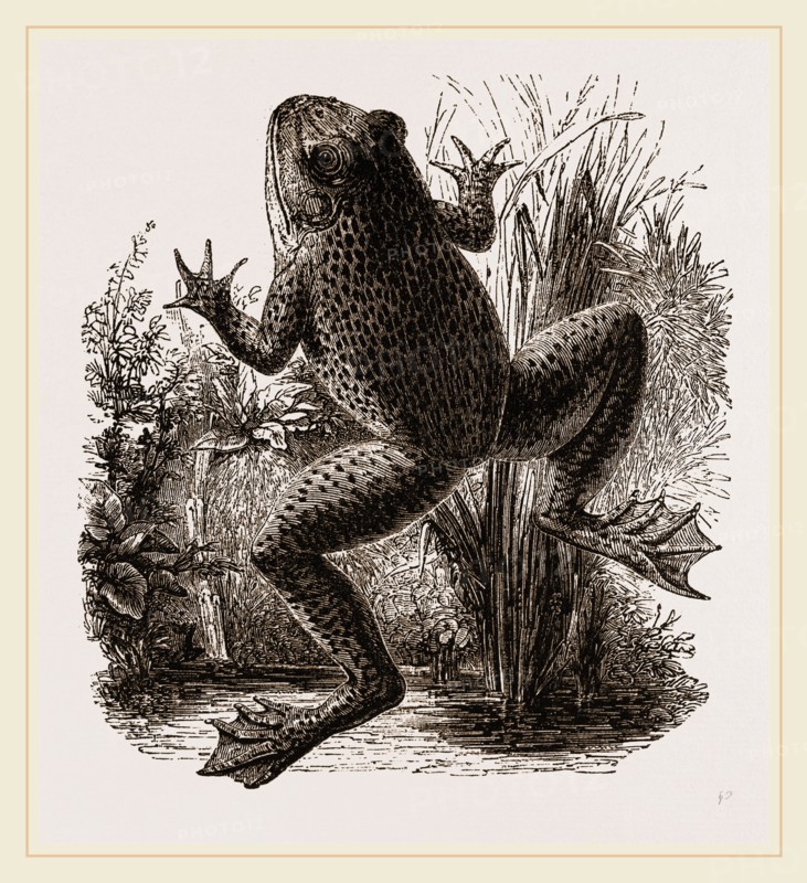 Bull-Frog