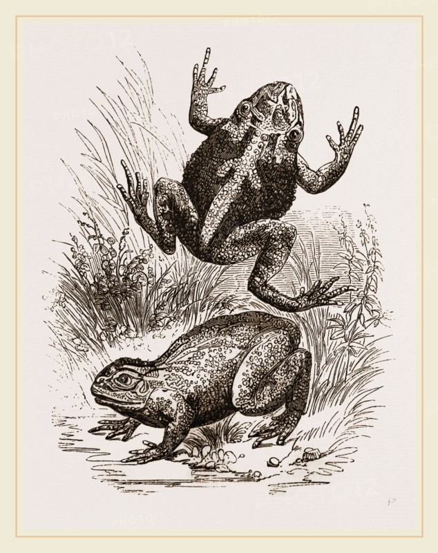 Painted Frogs