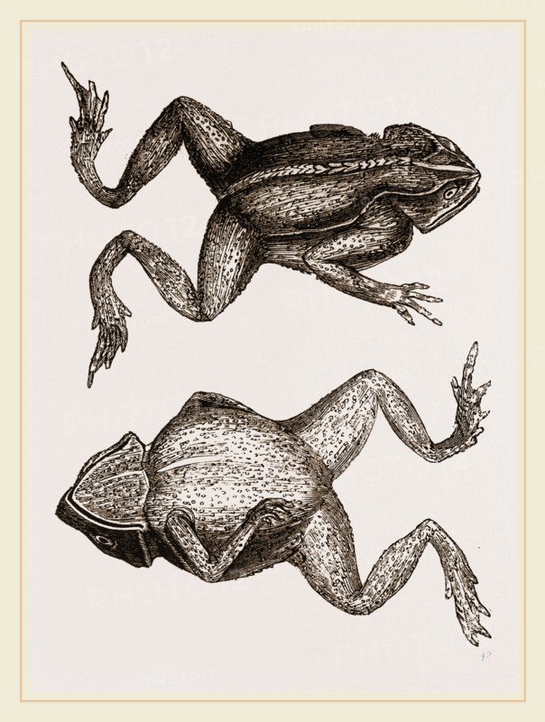 Mitred Toad