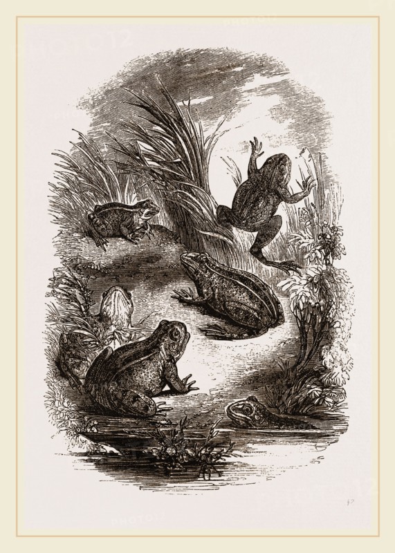 Water-Frogs