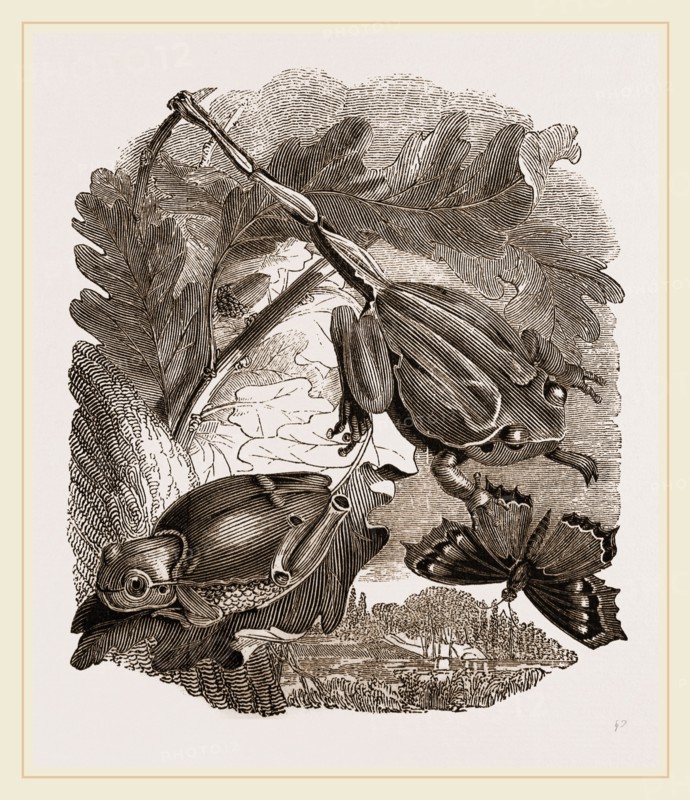 Green Tree-Frogs