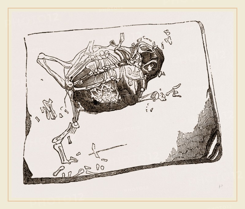 Gessner's Fossil Toad