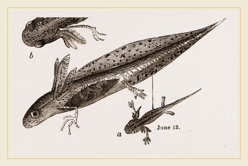 Tadpole at 22 and 37 days