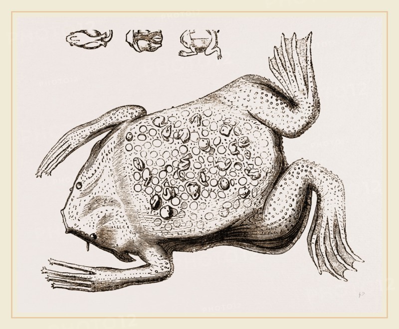 Surinam Toad