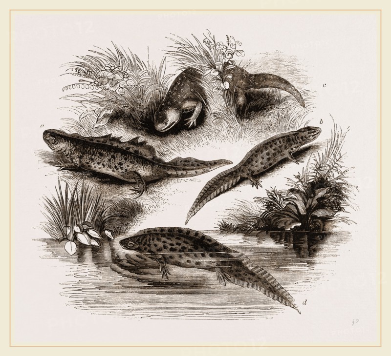 British Water Newts