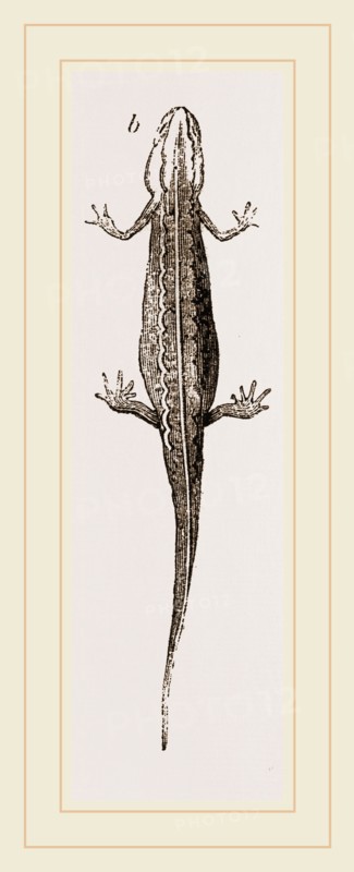 Common Smooth Newts