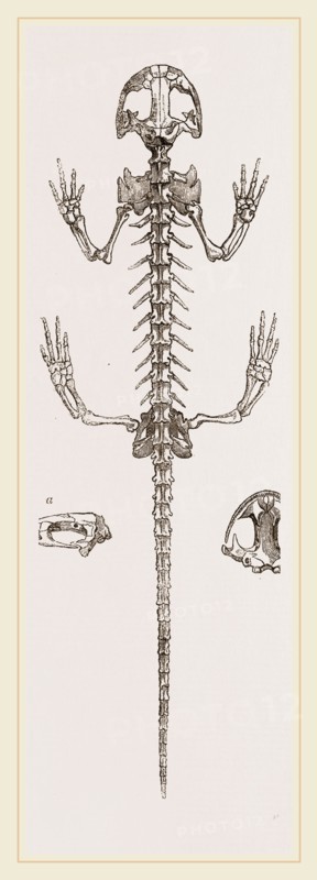 Skeleton of Salamander