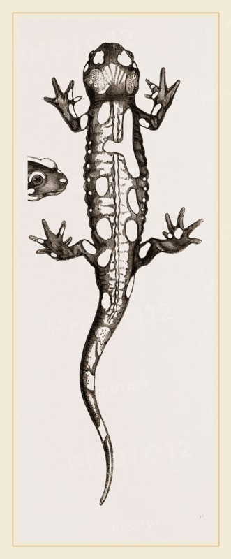Spotted Salamander