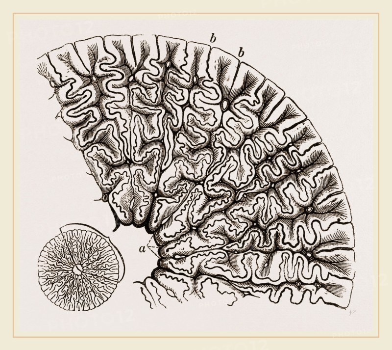 Tooth of Labyrinthodon