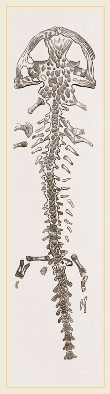 Great Fossil Salamander