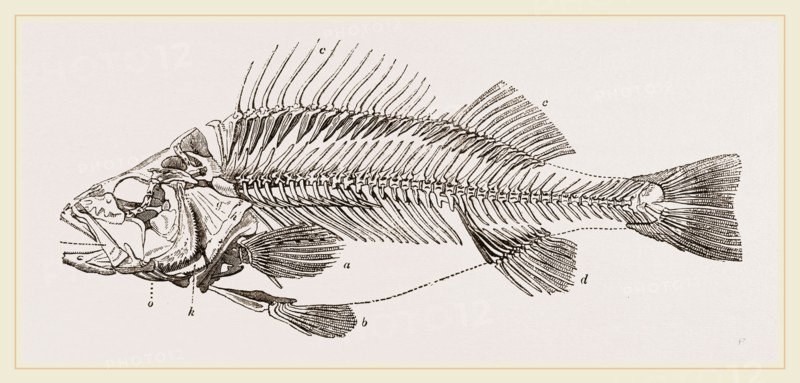 Slieleton of Perch