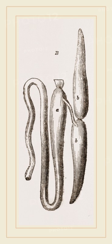 Simming-bladders of Dace and Conger-Eel
