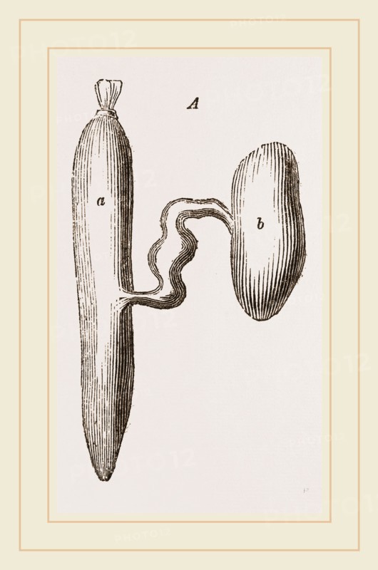 Simming-bladders of Dace and Conger-Eel