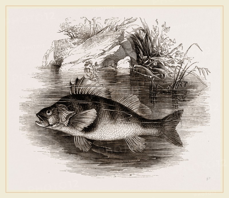 Perch
