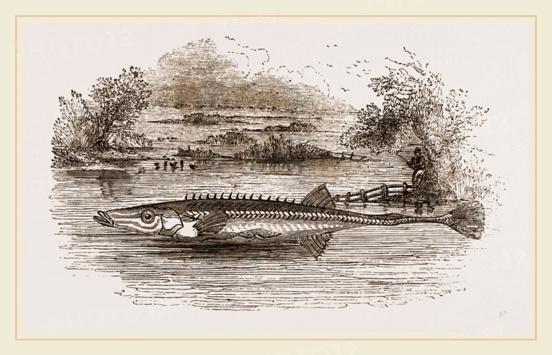 Fifteen spined Stickleback