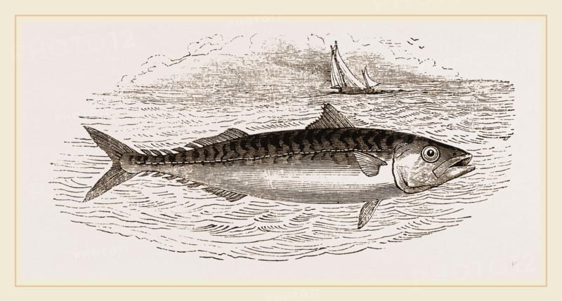 Mackerel