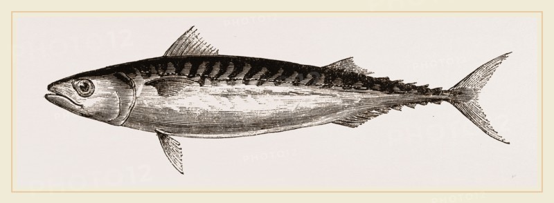 Mackerel