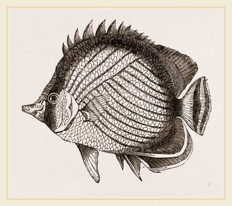 Wandering Chaetodon