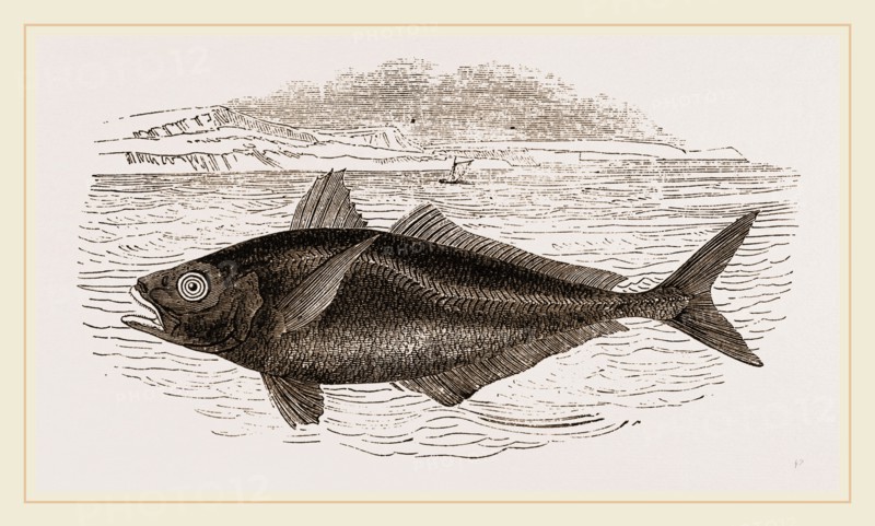 Horse-Mackerel
