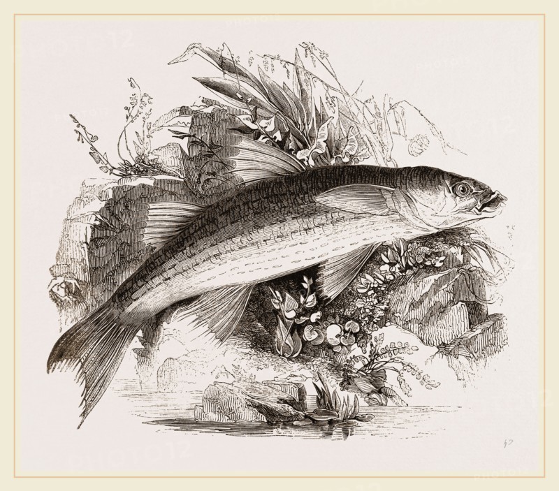 Grey Mullet
