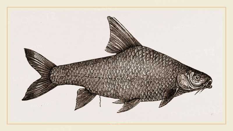Barbel