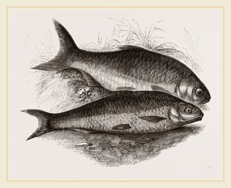 Dace and Roach