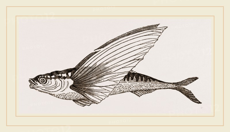 Flying-fish