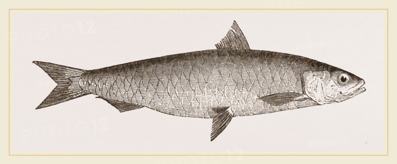 Pilchard