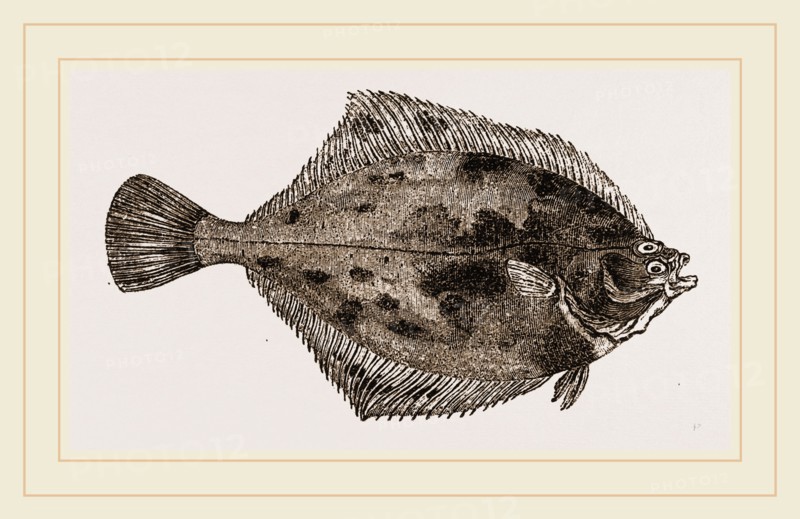Flounder