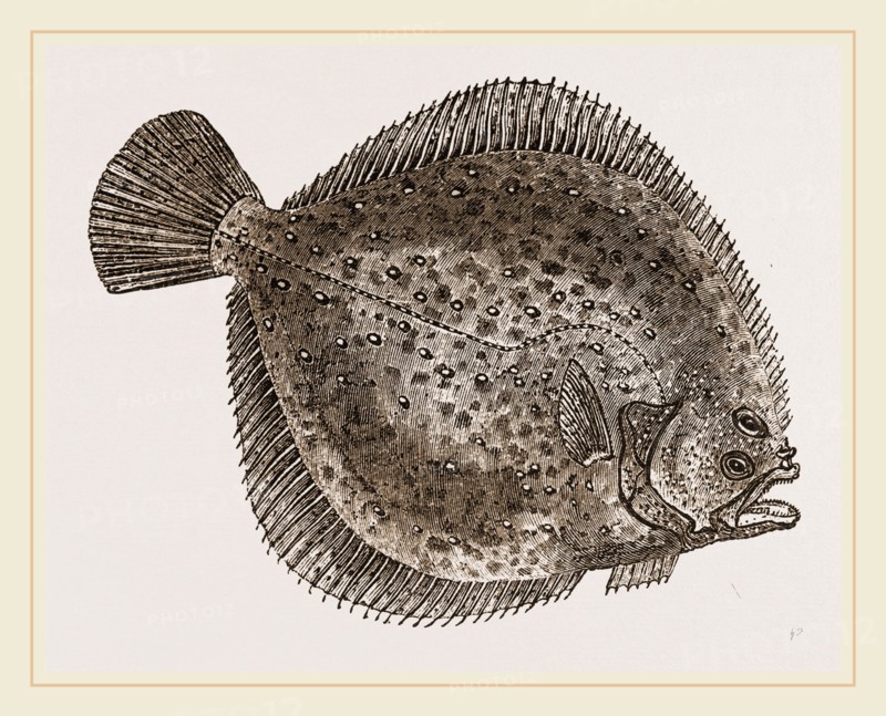 Turbot